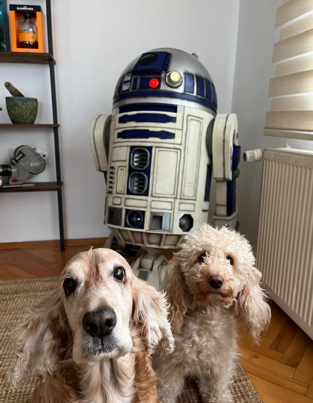 Life-size R2-D2 by Blight Studios at a collector’s home